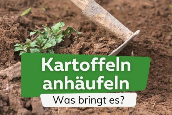 Warum Kartoffeln anhäufeln