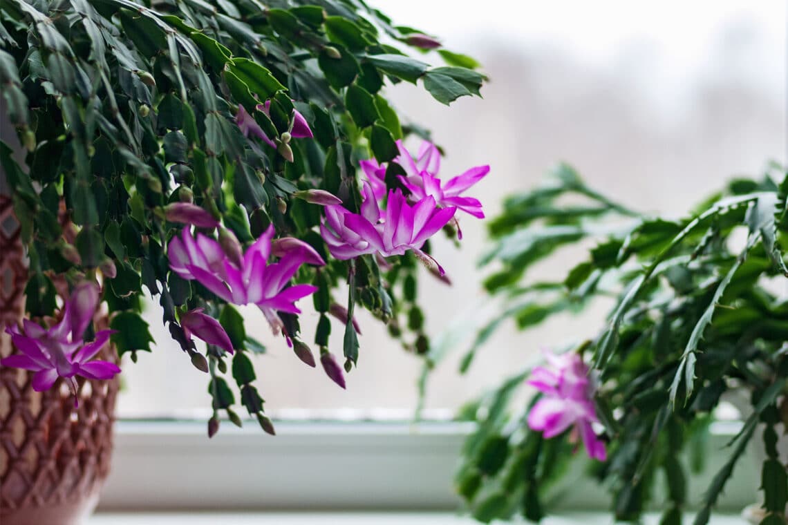 Weihnachtskaktus (Schlumbergera)