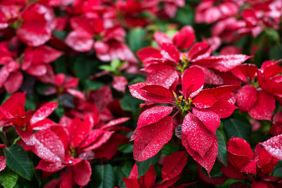 Weihnachtsstern (Euphorbia pulcherrima)