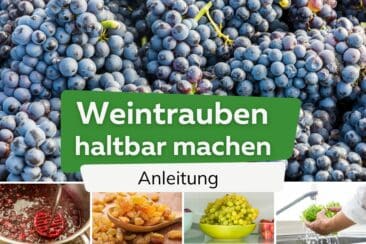 Weintrauben haltbar machen Titel