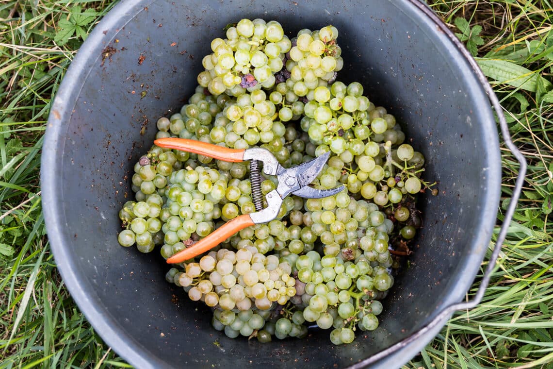 Geerntete Trauben im Eimer mit Gartenschere