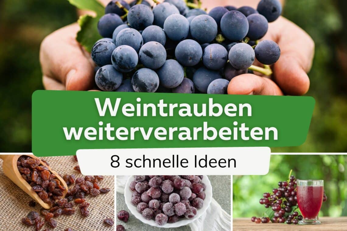 Weintrauben verarbeiten Ideen Titel