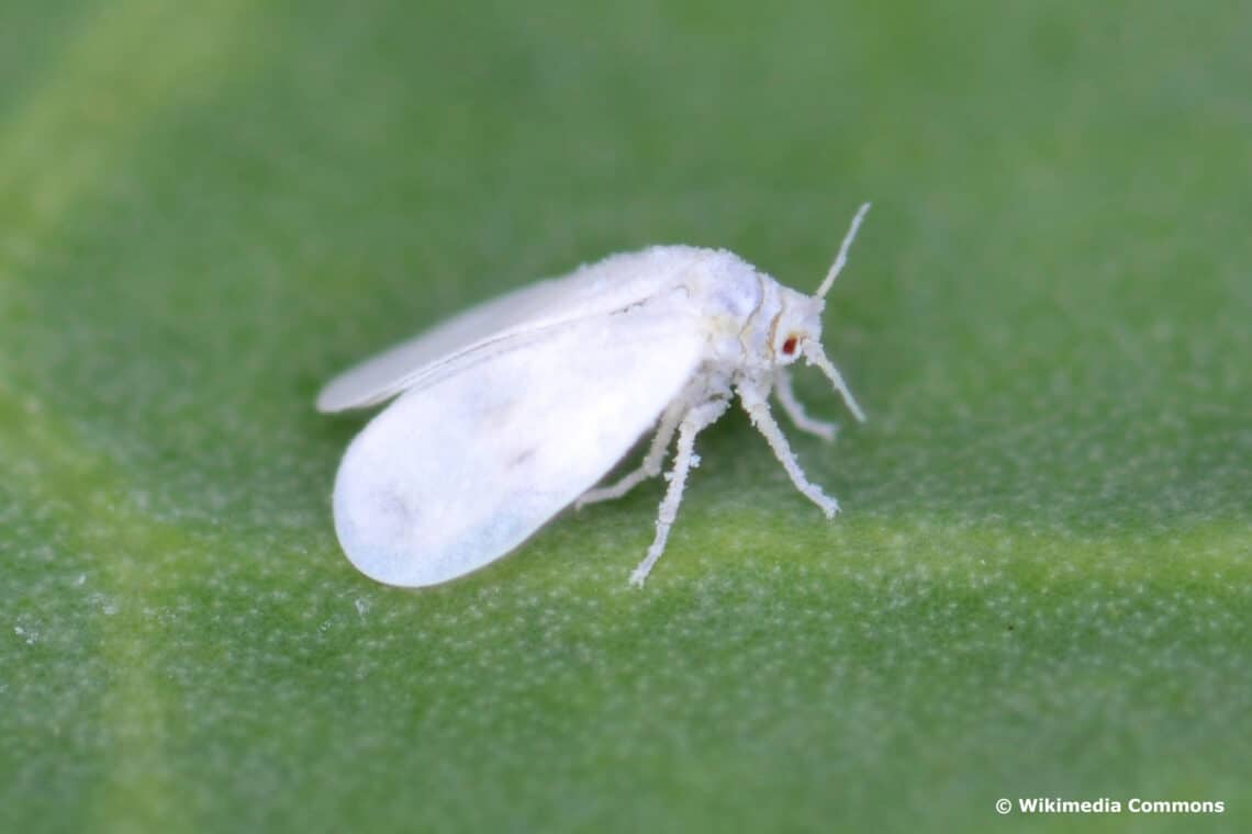 Weiße Kohlfliege (Aleyrodes proletella)