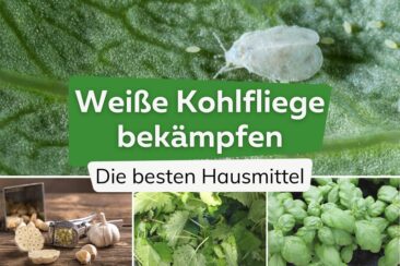 Weiße Kohlfliege mit Hausmitteln bekämpfen Titel