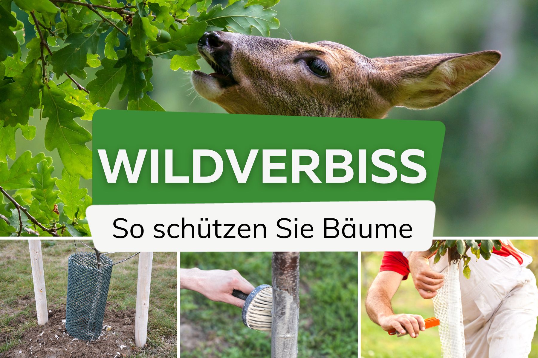 Bäume vor Wildverbiss schützen