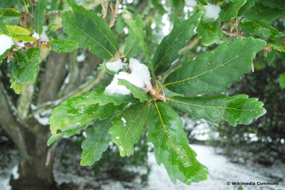 Wintergrüne Eiche (Quercus x turneri)