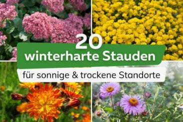 winterharte Stauden für sonnige & trockene Standorte Titel