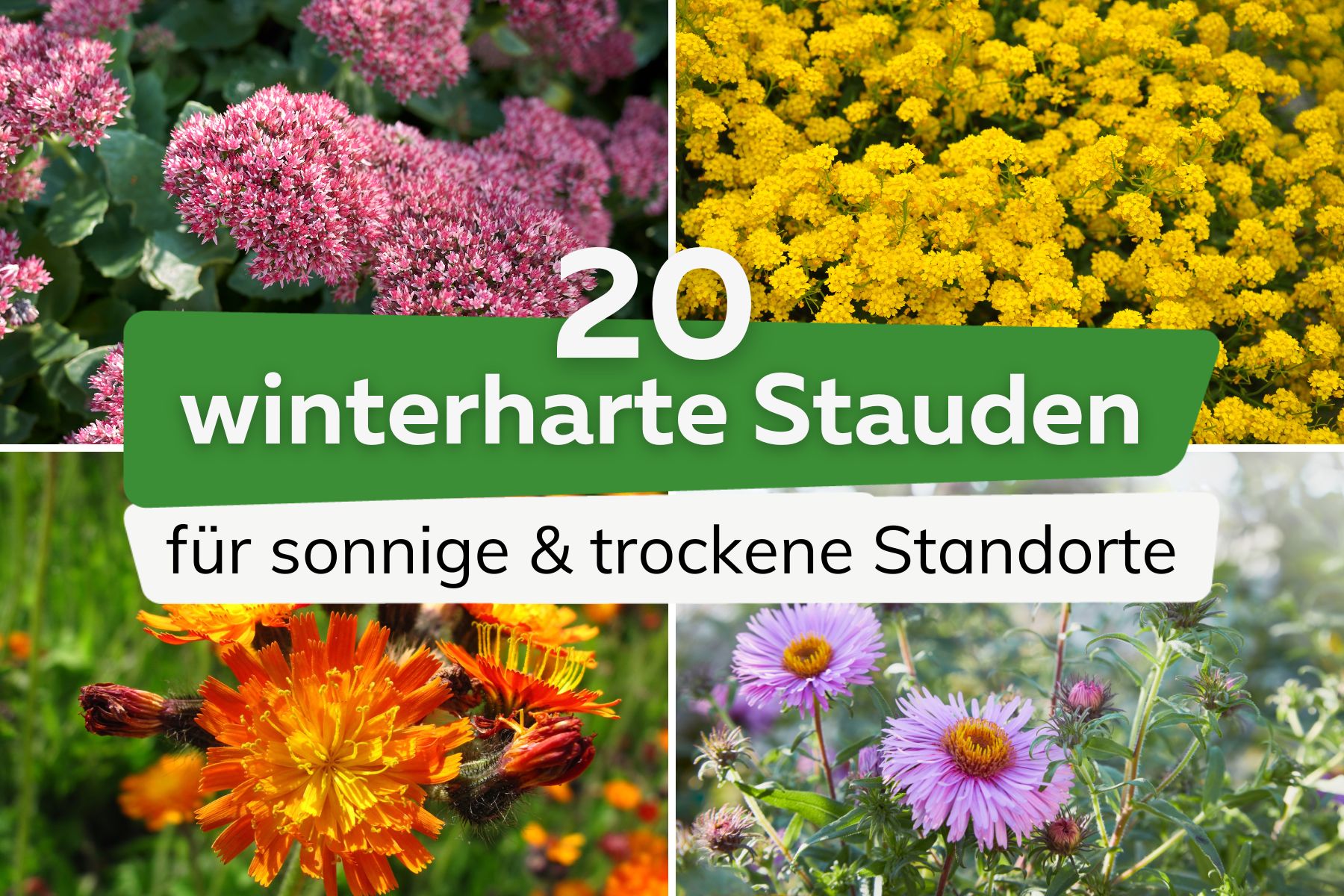 winterharte Stauden für sonnige & trockene Standorte Titel