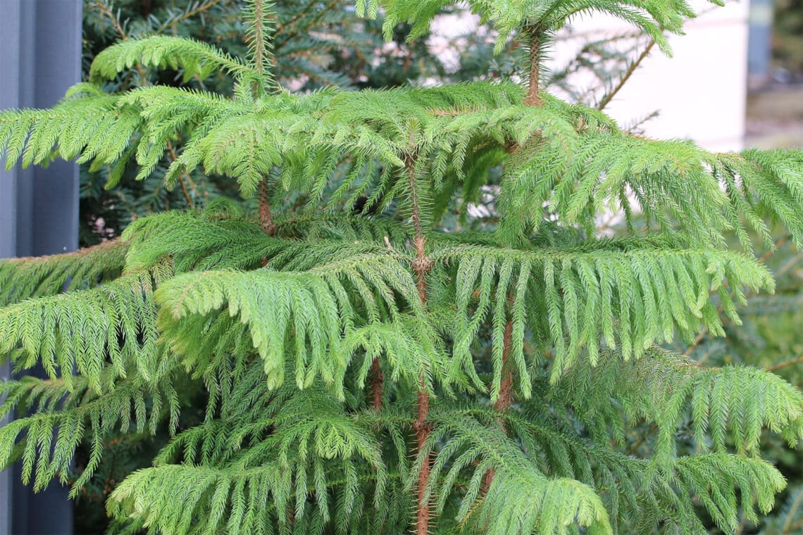 Zimmertanne (Auracaria heterophylla)