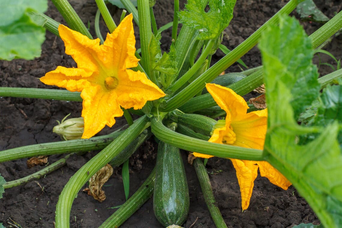 gelbe Zucchini Blüten