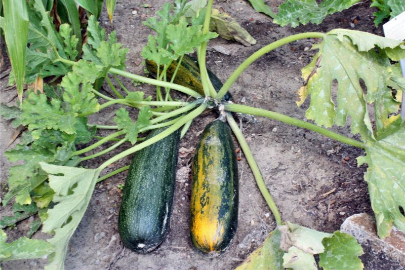 Zucchini die gelb wird an einer Pflanze