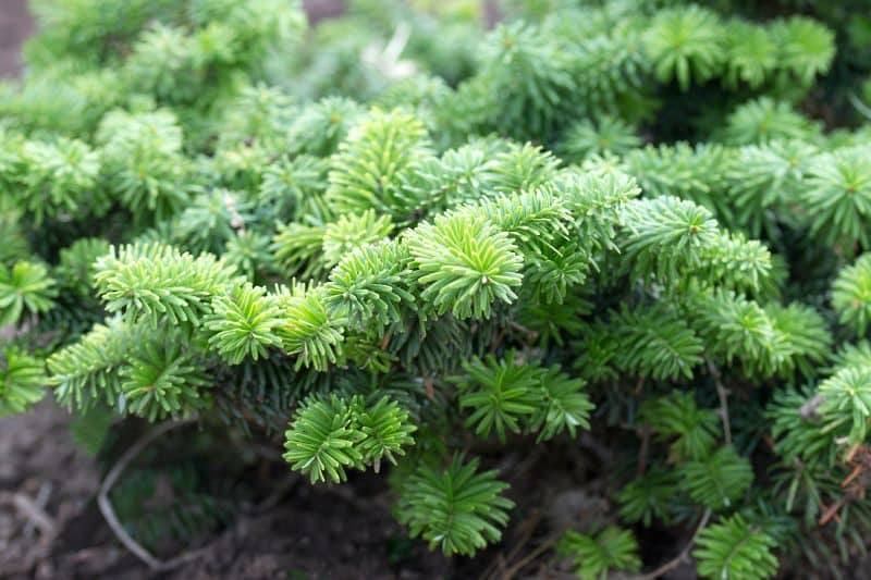 Zwerg-Balsamtanne "Nana"  (Abies balsamea)