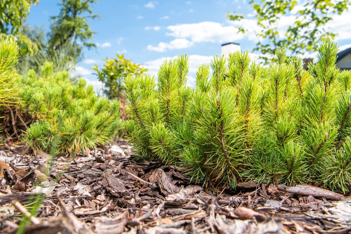 Zwerg-Kiefer (Pinus mugo var. pumilio)