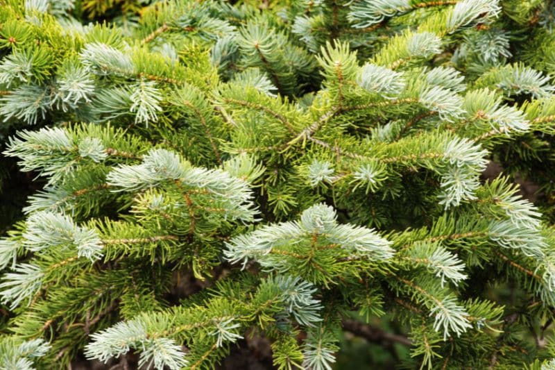 Zwerg-Korktanne (Abies lasiocarpa)