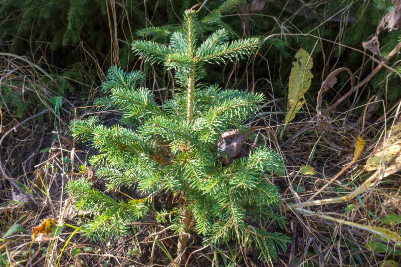 Zwerg- Korktanne "Compacta"  (Abies lasiocarpa)