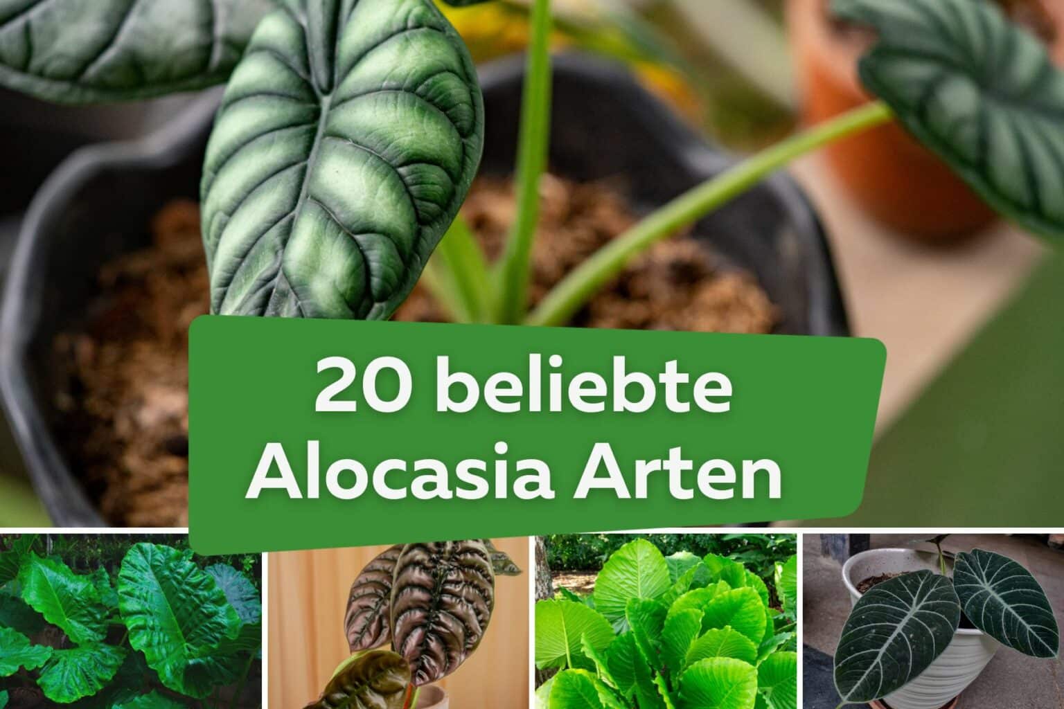 Alocasia zebrina Standort & Pflege