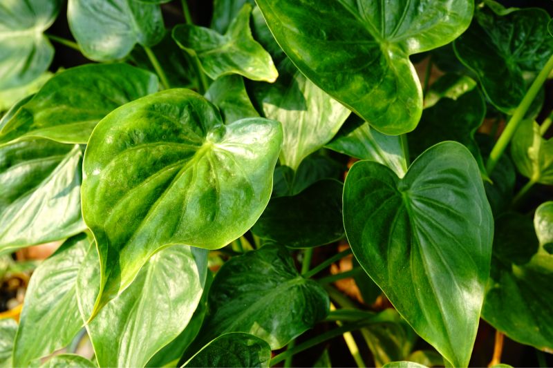 Alocasia Cucullata