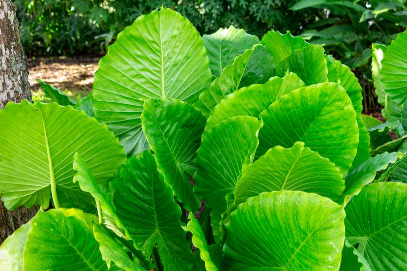 Alocasia Gagaena California