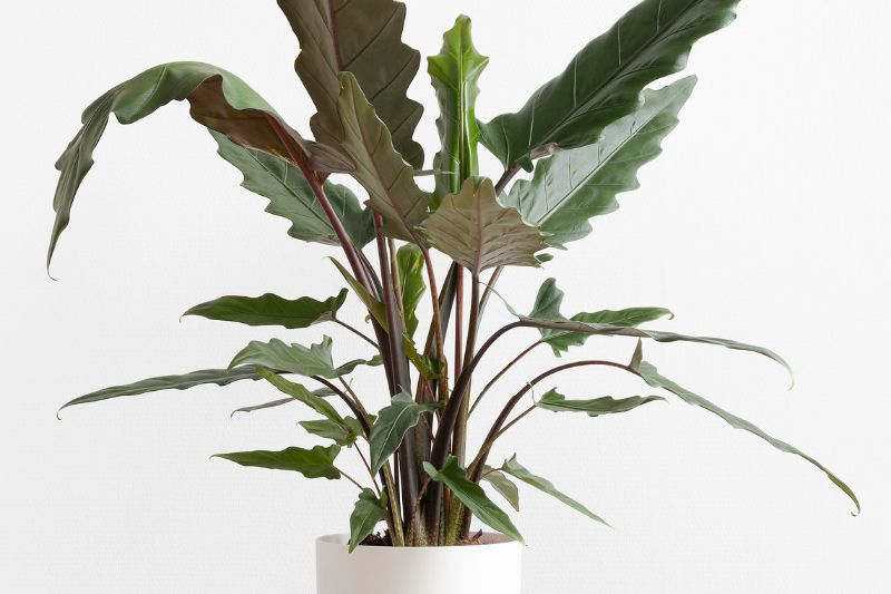 Pfeilblatt (Alocasia Lauterbachiana)