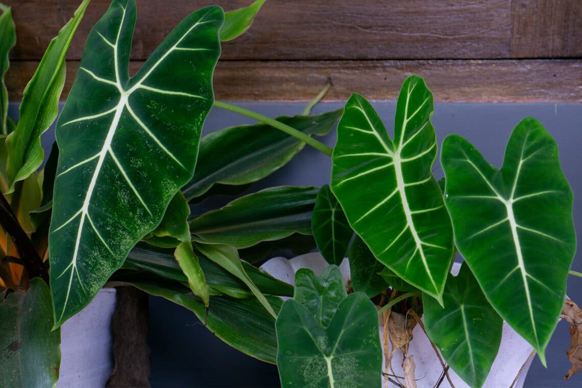 Pfeilblatt (Alocasia Micholitziana)