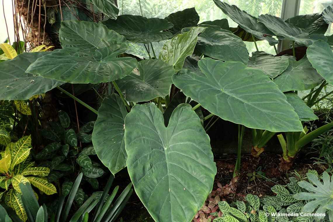 Pfeilblatt (Alocasia wentii)