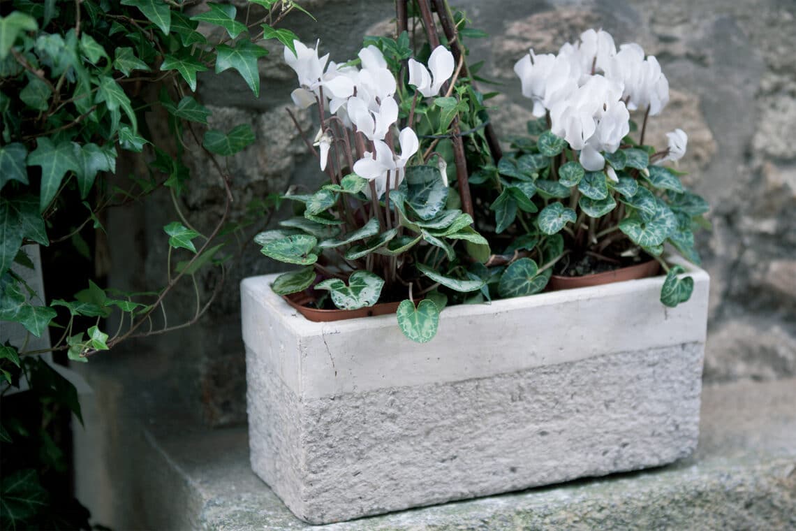 weißes Alpenveilchen (Cyclamen coum) im Steintopf