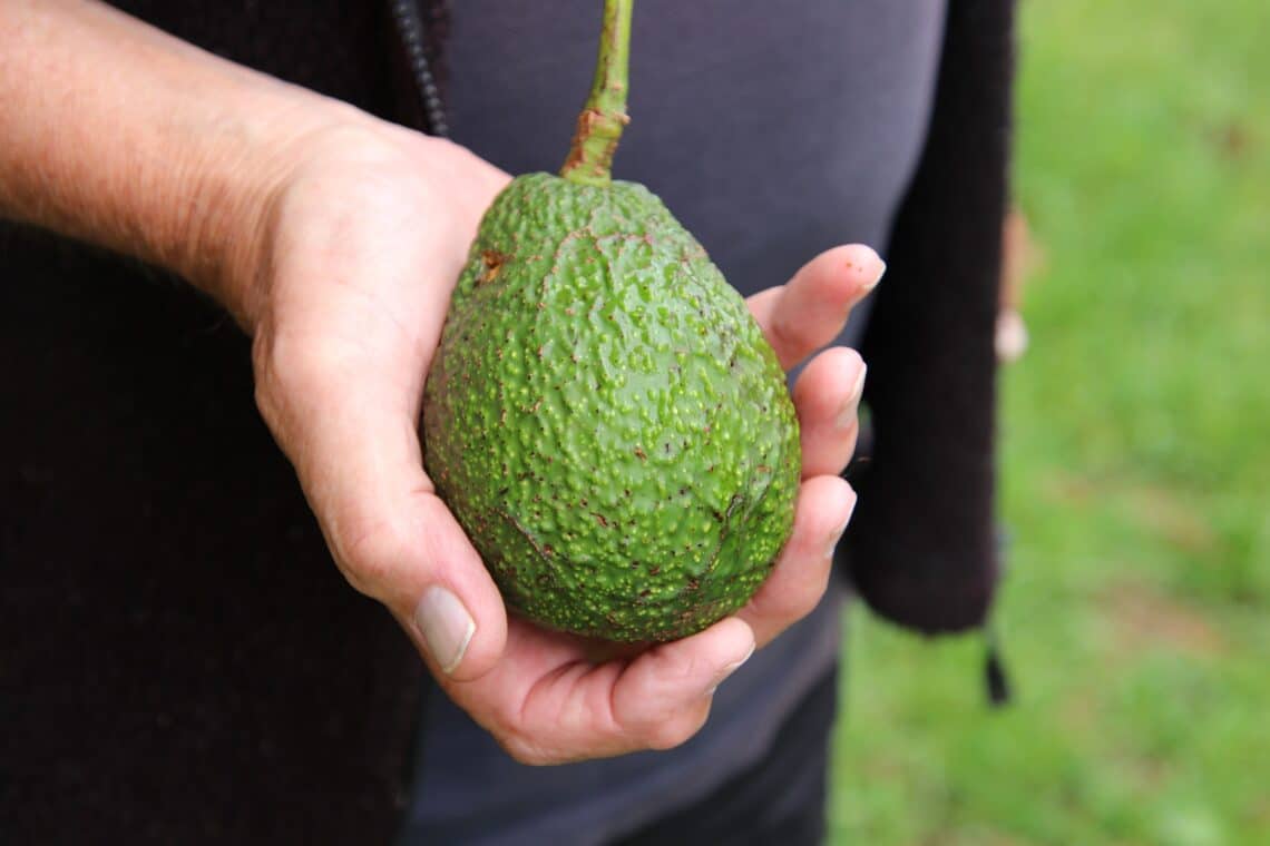 Unreife Avocado in Hand