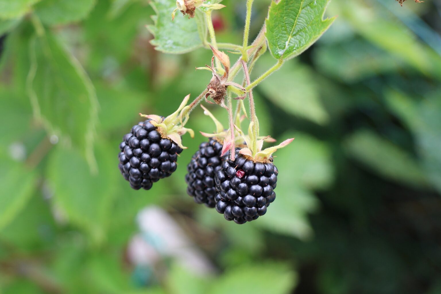 Hecken Mit Schwarzen Beeren