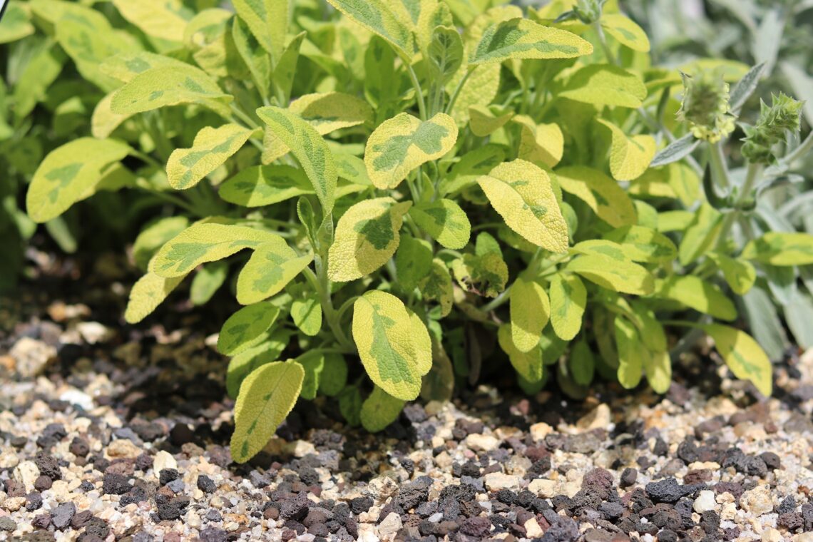 Buntblättriger Salbei (Salvia officinalis 'Icterina')