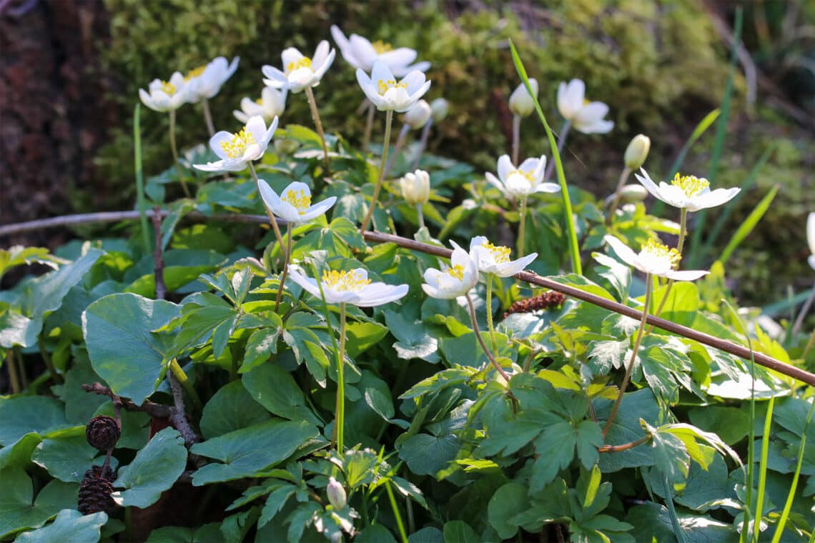 Buschwindröschen (Anemone nemorosa)