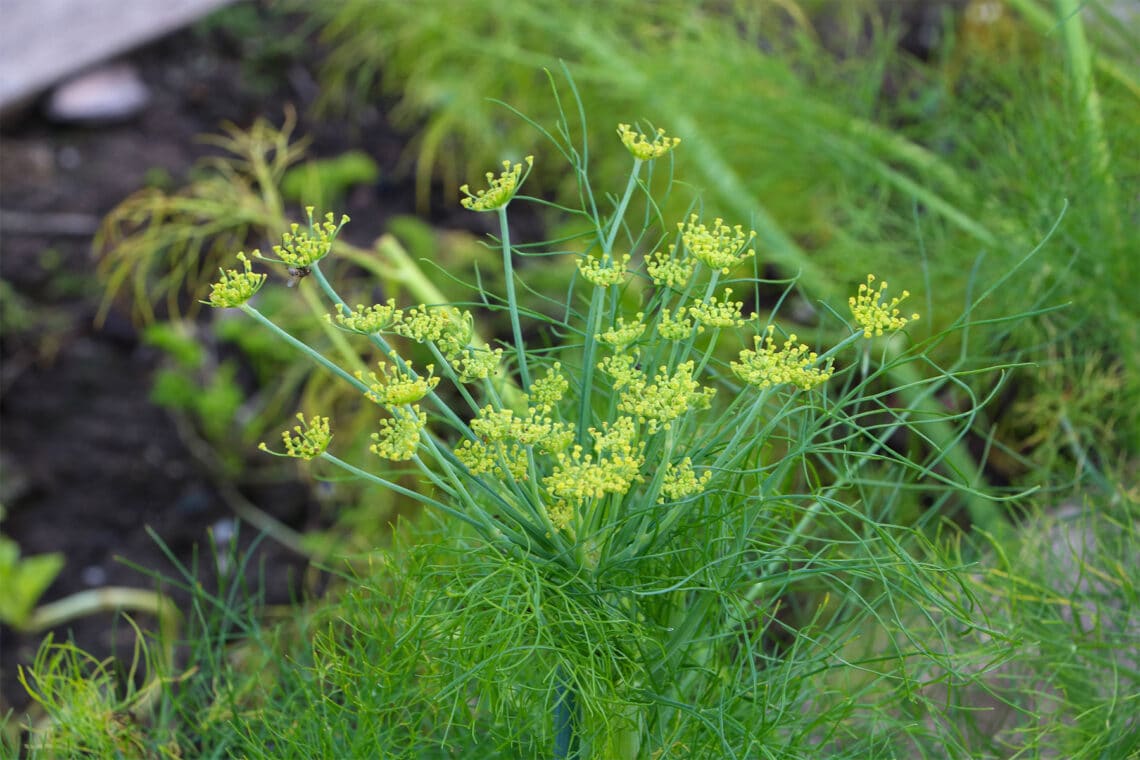 Dill (Anethum graveolens)