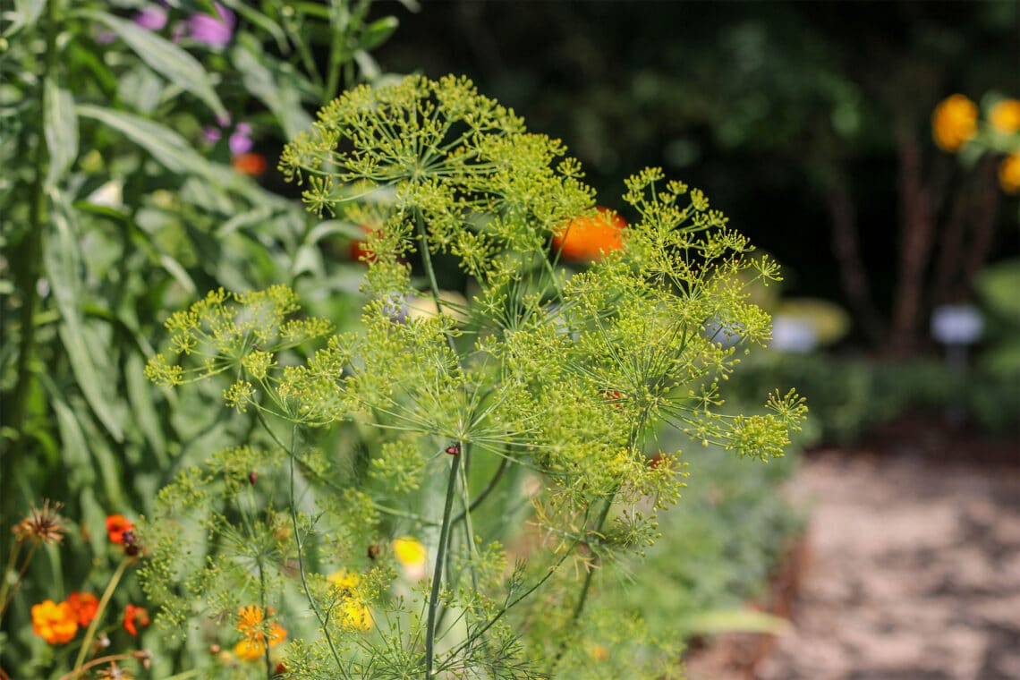 Dill (Anethum graveolens)