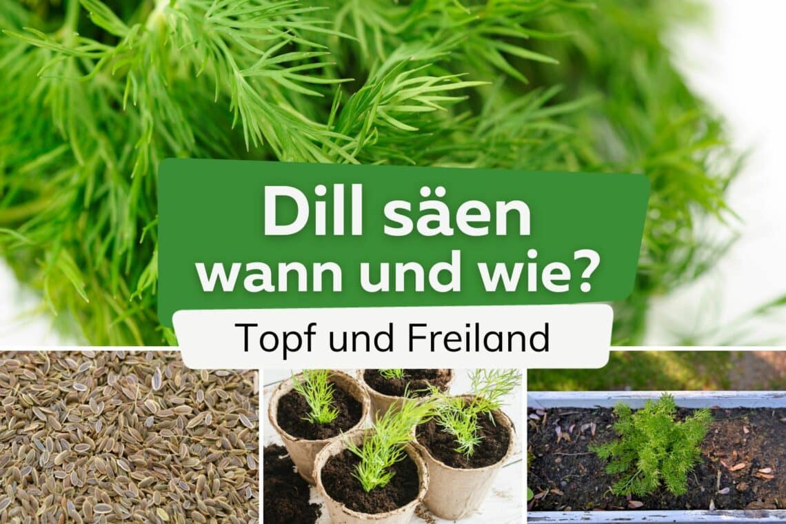 Dill säen: wann und wie? | Infos für Topf und Freiland