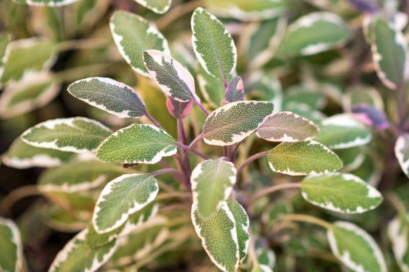 Dreifarbiger Salbei (Salvia officinalis 'Tricolor')