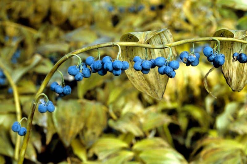 Duftende Weißwurz (Polygonatum odoratum)