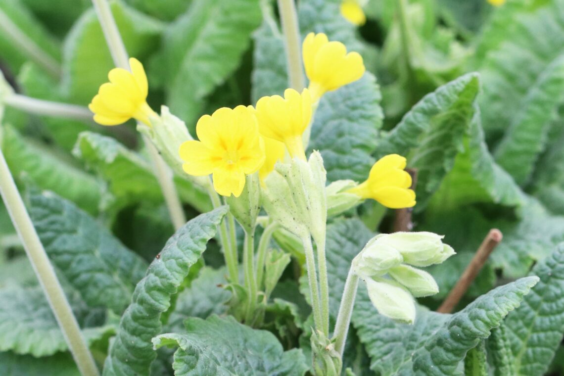 Echte Schlüsselblume (Primula veris)