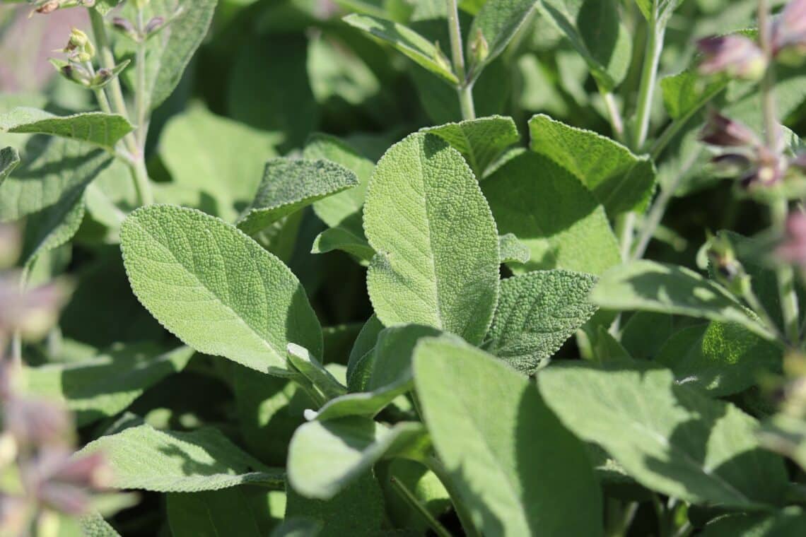 Echter Salbei (Salvia officinalis 'Berggarten')