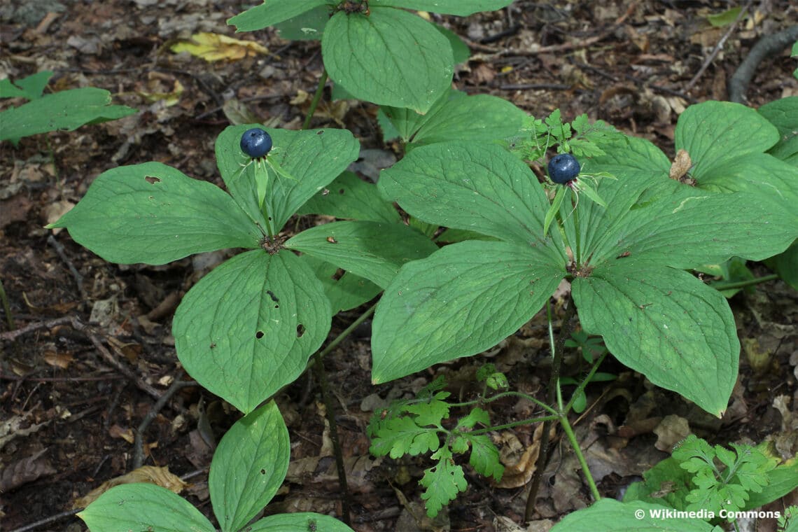 Einbeere (Paris quadrifolia)