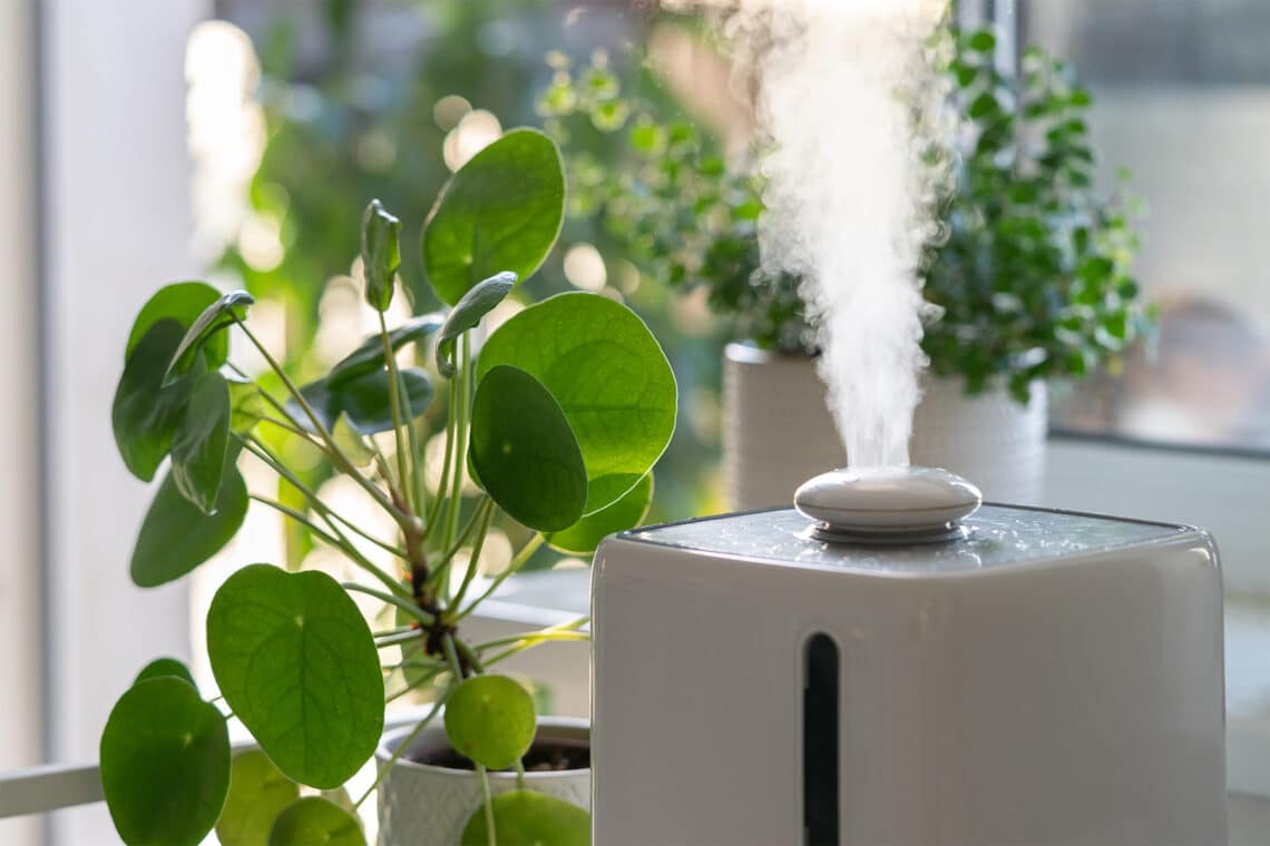 Elektrischer Luftbefeuchter mit Ufopflanze (Pilea peperomioides)