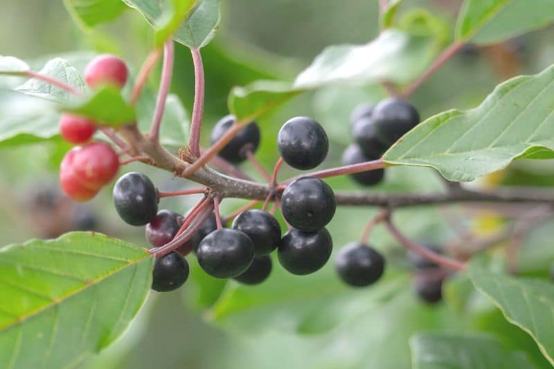 Früchte am Faulbaum (Rhamnus frangula)