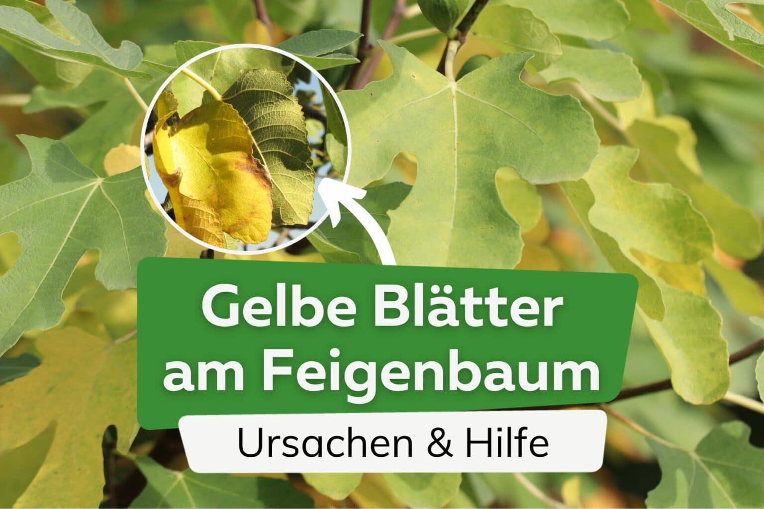 Verliert Der Feigenbaum Im Herbst Seine Blätter Feigenbaum verliert Früchte: was, wenn sie nicht reifen?