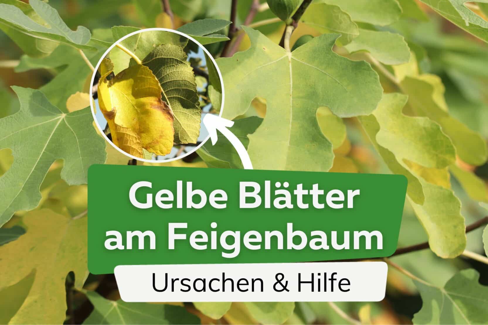 Feigenbaum Gelbe Blatter