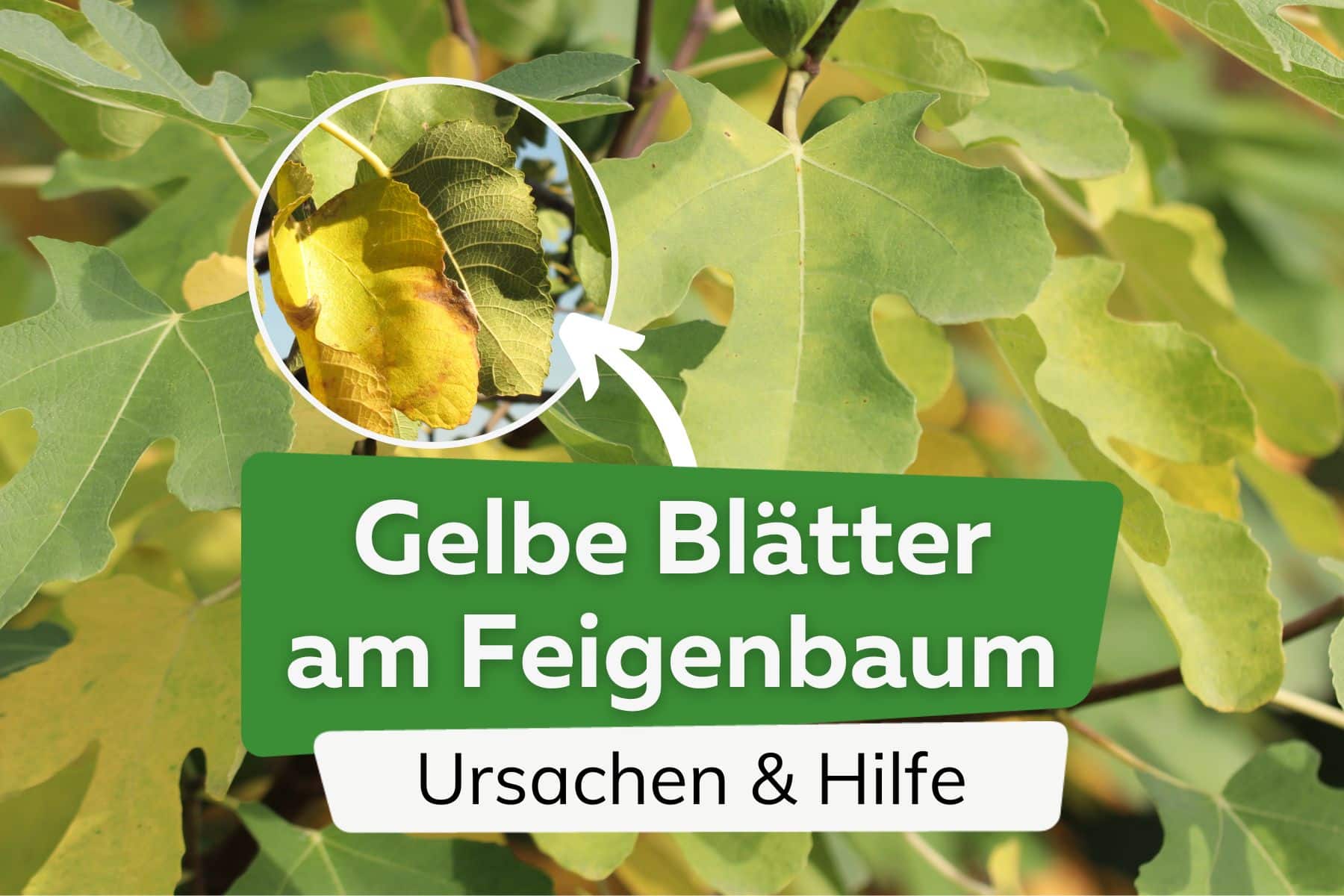 Feigenbaum bekommt gelbe Blätter