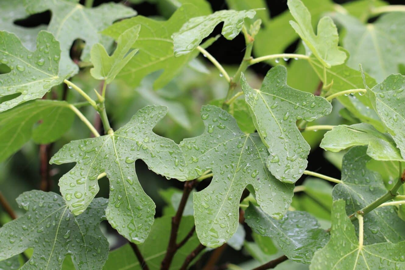 Verliert Der Feigenbaum Im Herbst Seine Blätter hortica.de
