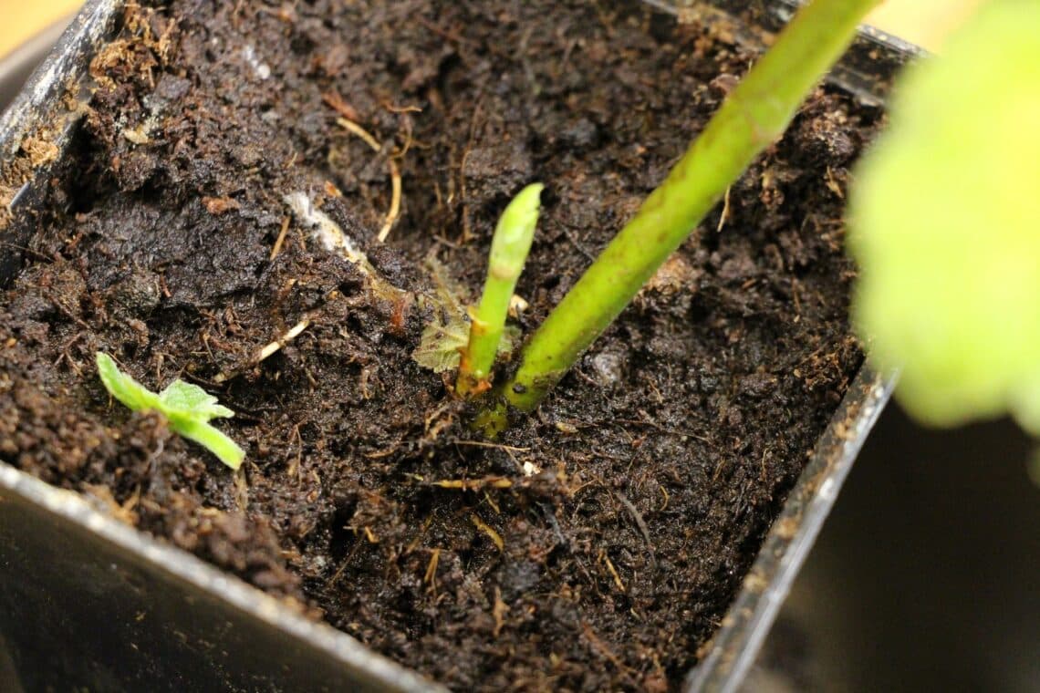 Kleiner Feigenbaum im Kübel mit nassem Substrat