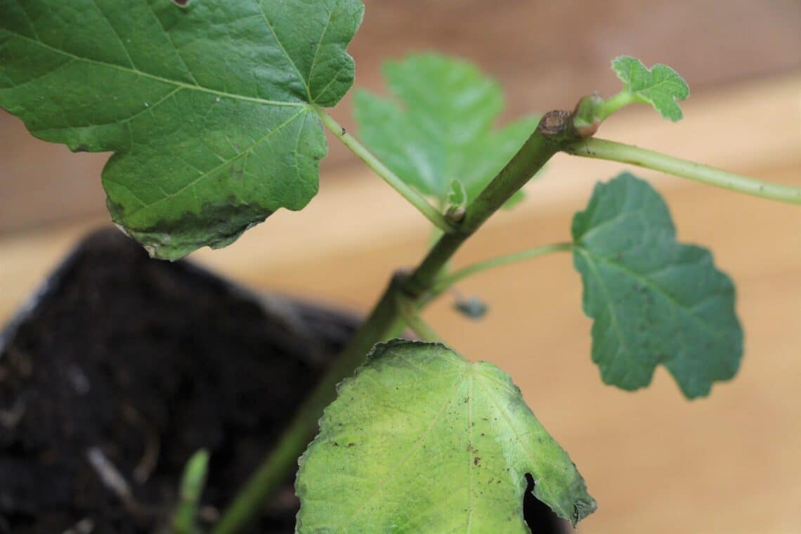 Chlorose an jungem Feigenbaum im Topf