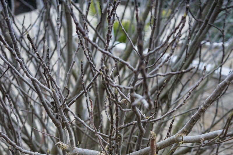 Feigenbaum ohne Blätter im Herbst