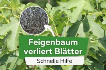 Feigenbaum verliert viele Blätter