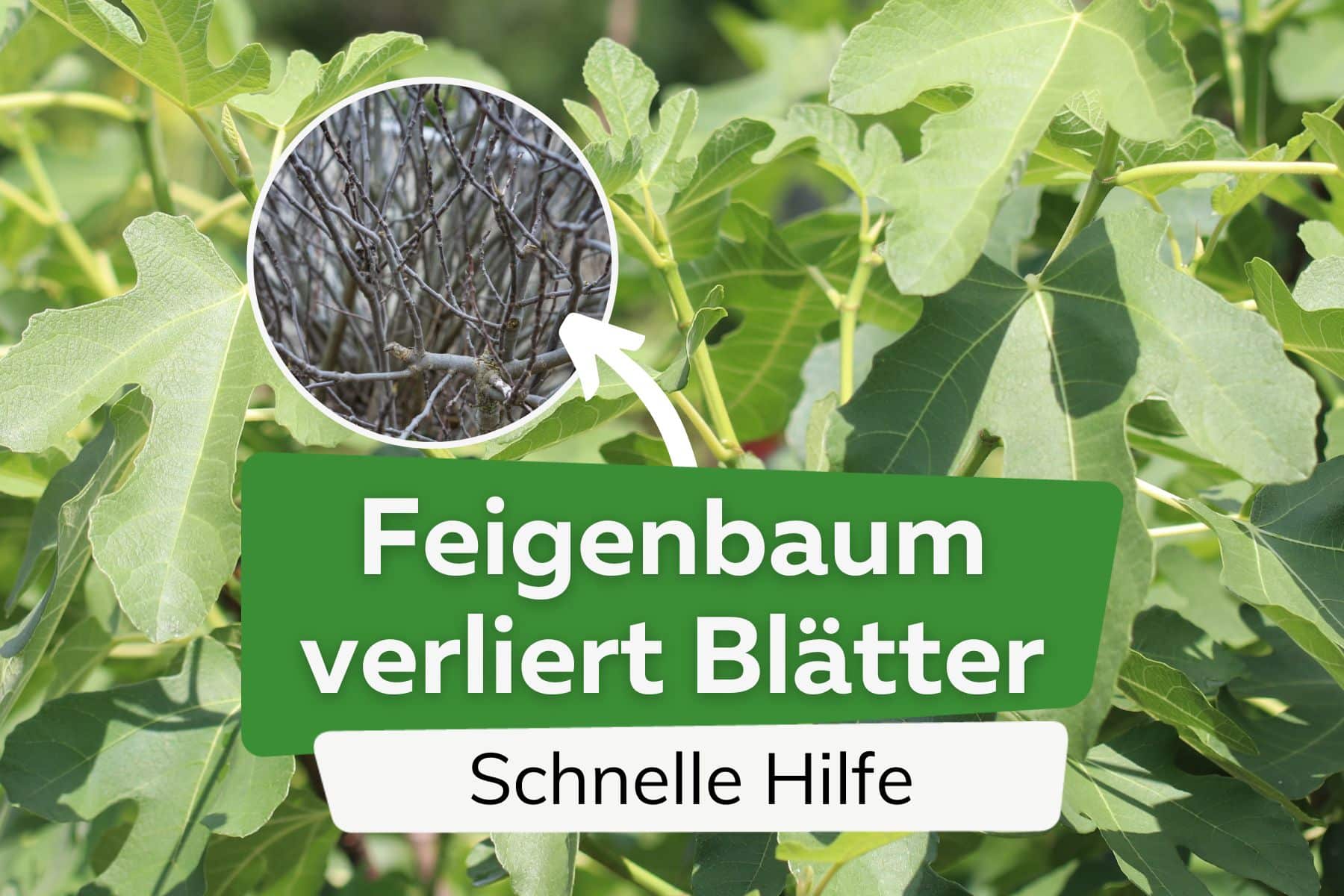 Feigenbaum verliert viele Blätter