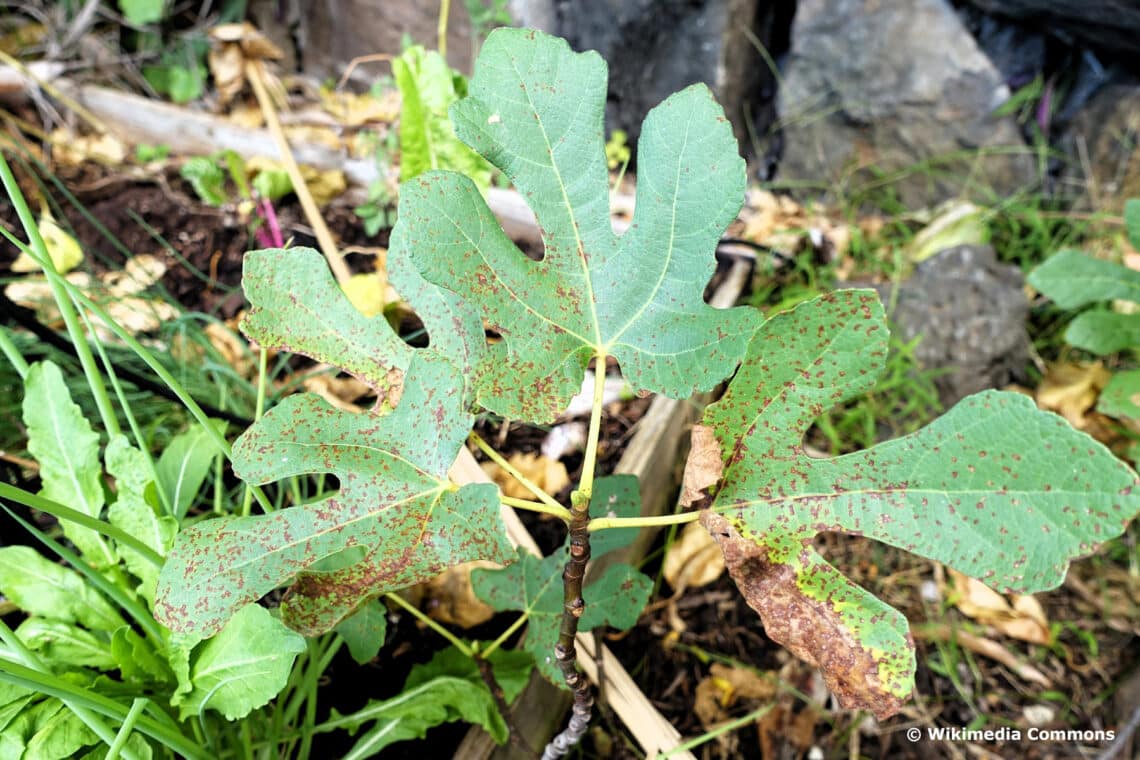 Feigenrost an Ficus carica